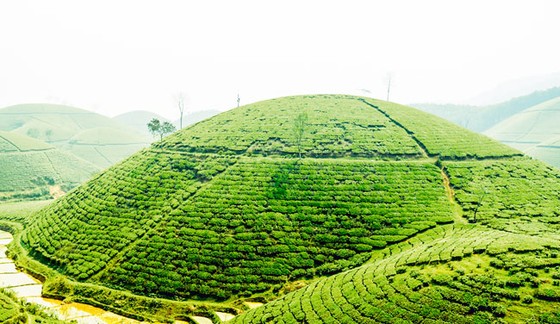 Tạo dáng cho đồi chè ảnh 4