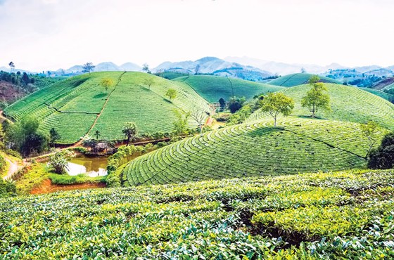 Tạo dáng cho đồi chè ảnh 6