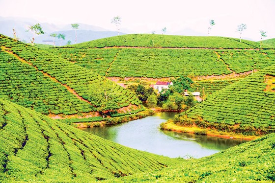Tạo dáng cho đồi chè ảnh 5