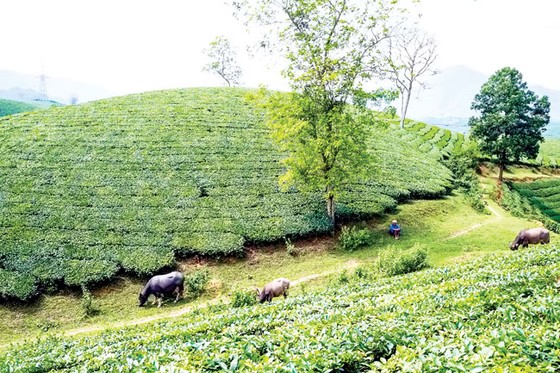 Tạo dáng cho đồi chè ảnh 7