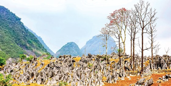Cao nguyên đá tai mèo ở Điện Biên ảnh 5