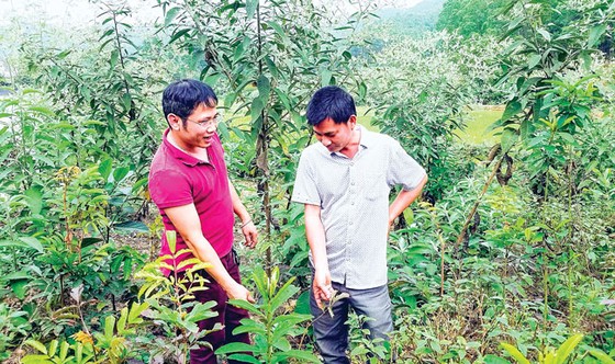 Kỳ 1: Động lực cho những ông lang, bà mế ảnh 2