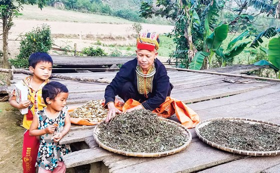 Kỳ 1: Động lực cho những ông lang, bà mế ảnh 1