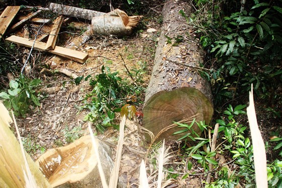 Cận cảnh cuộc “xẻ thịt” rừng phòng hộ Vĩnh Sơn ảnh 17