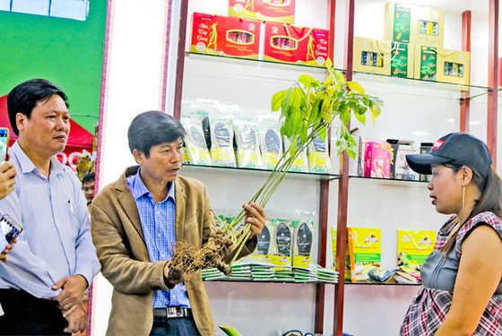 Cây tiền tỷ sâm Ngọc Linh ảnh 1