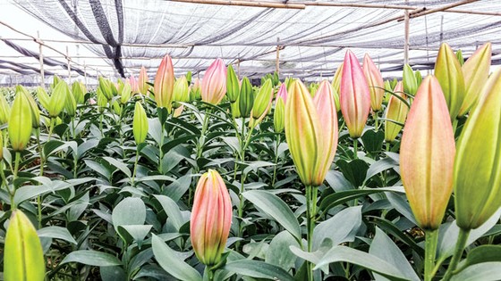 A Lưới bén duyên muôn hoa ảnh 1