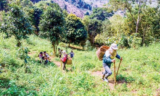 Theo người Dao đi săn “lộc” rừng ảnh 6