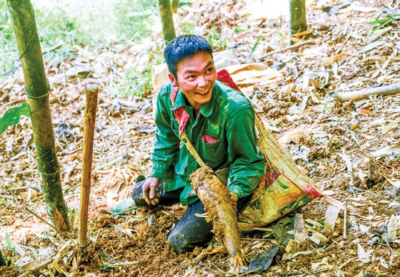 Theo người Dao đi săn “lộc” rừng ảnh 10