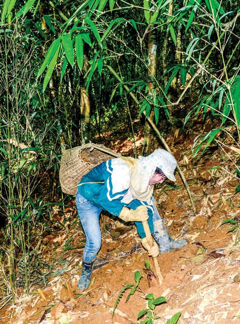 Theo người Dao đi săn “lộc” rừng ảnh 11