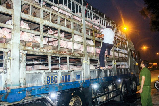 Miền Trung: Tổng lực chống dịch tả heo châu Phi ảnh 3
