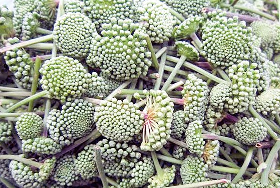 Công dụng củ tam thất ảnh 1