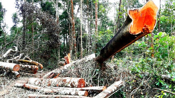 Xà xẻo tiền dịch vụ môi trường rừng ảnh 1