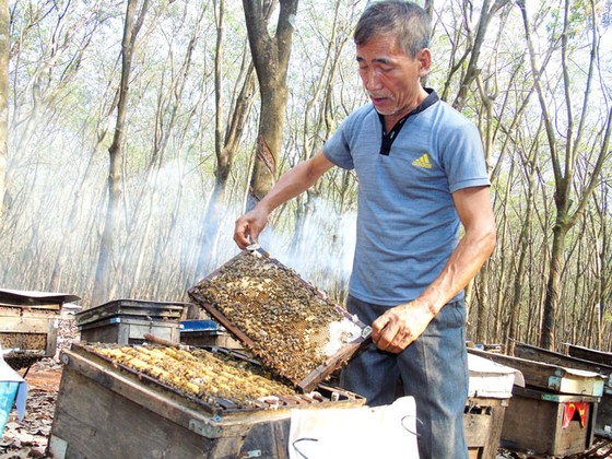 Mưu sinh dưới tán rừng cao su ảnh 1