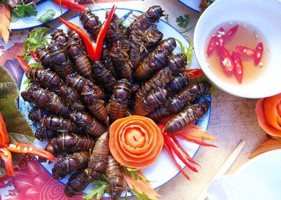 Săn nhộng ve sầu ảnh 2