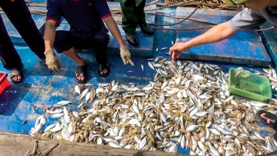 Thủy sản - Đừng chủ quan xuất xứ, môi trường ảnh 1