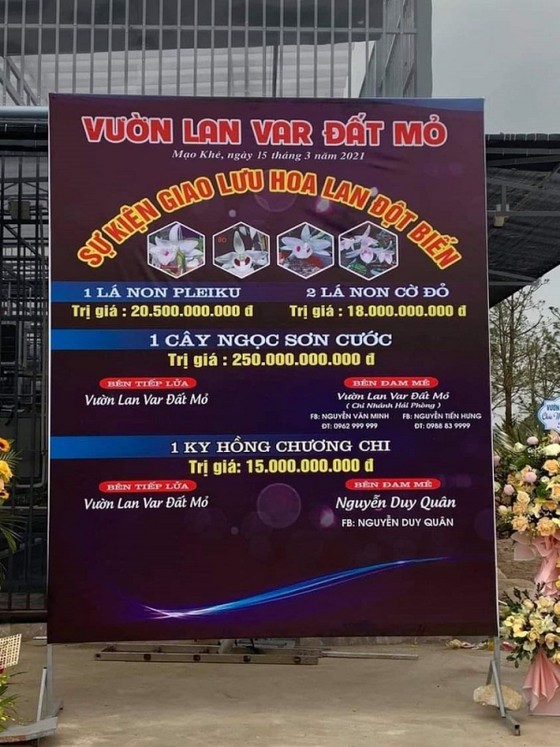 Xôn xao thương vụ chuyển giao lan var Ngọc sơn cước giá 250 tỷ đồng.