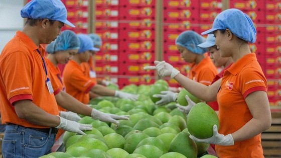 EVFTA: Đã tận dụng cơ hội nhưng hoang phí ưu đãi ảnh 2