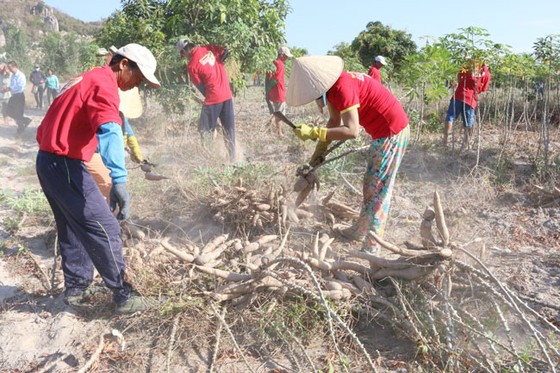 Phủ xanh trên vùng đất khó ảnh 1