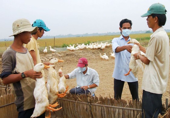 Ngành chăn nuôi - Nhiều cơ hội việc làm ảnh 1