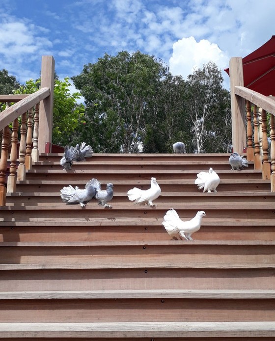 Khác lạ Trà Sư ảnh 2