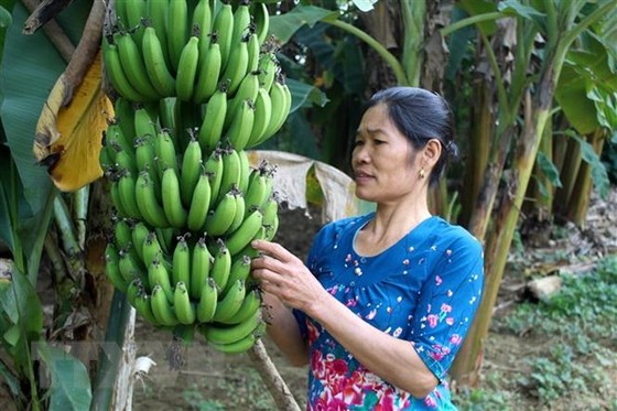 Khắc phục sự đứt gãy của chuỗi sản xuất, phát triển bền vững lâu dài hình ảnh 1 Khac phuc su dut gay cua chuoi san xuat, phat trien ben vung lau dai hinh anh 1