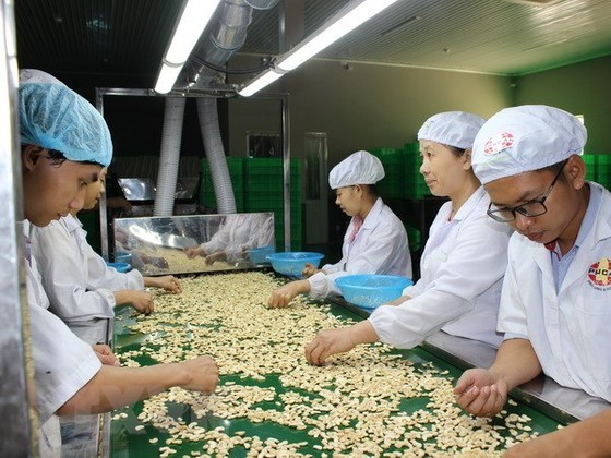 Việt Nam giữ vững ngôi đầu thế giới về chế biến và xuất khẩu điều hình ảnh 2 Viet Nam giu vung ngoi dau the gioi ve che bien va xuat khau dieu hinh anh 2