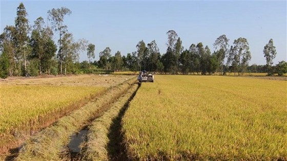 Tái cơ cấu ngành lúa gạo, từng bước tăng giá trị cho gạo Việt Nam hình ảnh 2 Tai co cau nganh lua gao, tung buoc tang gia tri cho gao Viet Nam hinh anh 2