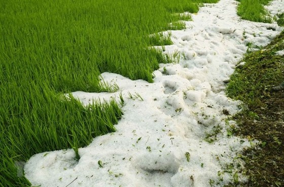 Thời tiết năm 2021: Rét đậm kéo dài, xảy ra mưa trái mùa và khô hạn hình ảnh 2 Thoi tiet nam 2021: Ret dam keo dai, xay ra mua trai mua va kho han hinh anh 2