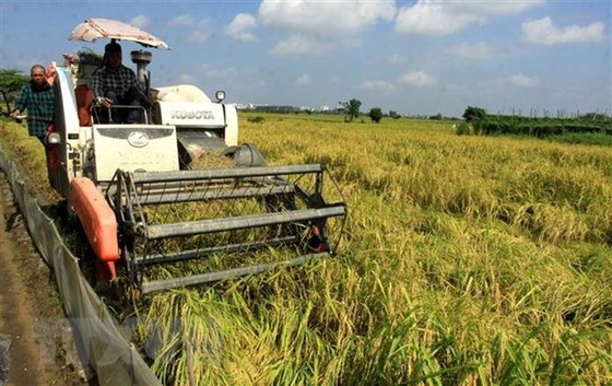 Ngành lúa gạo mang nhiều kỳ vọng tăng trưởng trong năm 2021 hình ảnh 2 Nganh lua gao mang nhieu ky vong tang truong trong nam 2021 hinh anh 2