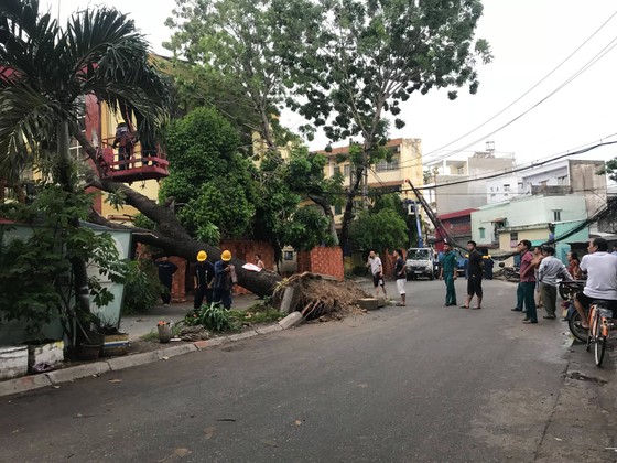 Mưa kèm gió mạnh làm cây xanh bật gốc ngã đè xe tải ở TPHCM ảnh 6