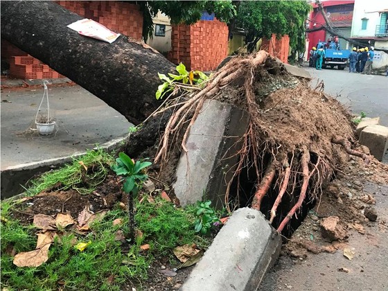 Mưa kèm gió mạnh làm cây xanh bật gốc ngã đè xe tải ở TPHCM ảnh 5