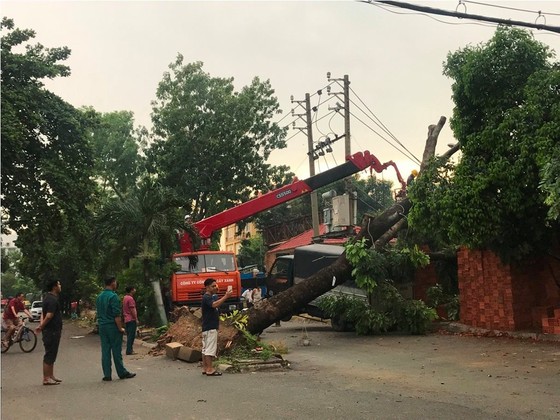 Mưa kèm gió mạnh làm cây xanh bật gốc ngã đè xe tải ở TPHCM ảnh 7