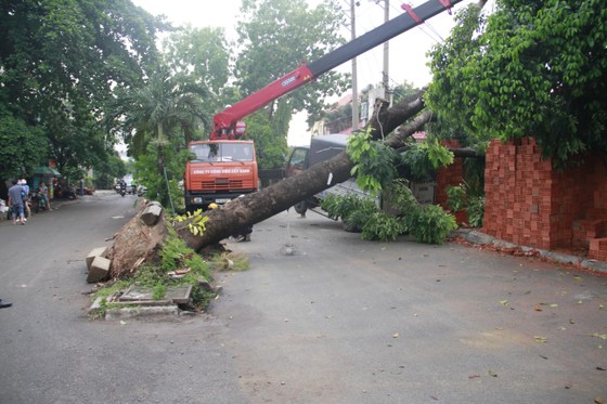 Mưa kèm gió mạnh làm cây xanh bật gốc ngã đè xe tải ở TPHCM ảnh 2
