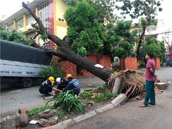 Mưa kèm gió mạnh làm cây xanh bật gốc ngã đè xe tải ở TPHCM ảnh 8