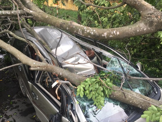 Cây xanh ngã đè ô tô, nam tài xế thoát chết ảnh 5