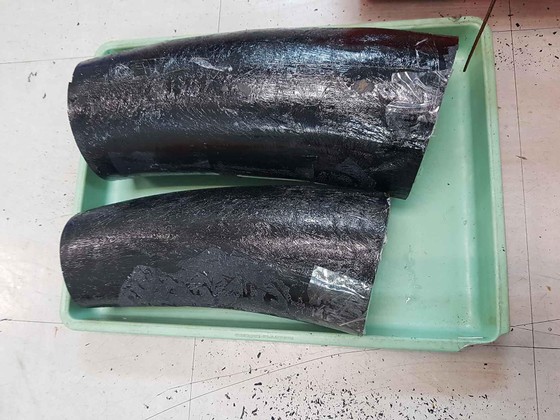 Phát hiện ngà voi được cất giấu trong thùng hàng tôm hùm qua đường hàng không ảnh 2