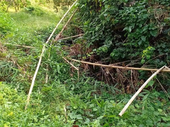 Vụ phát hiện nửa thi thể người trong bụi rậm: Xác định danh tính nạn nhân ảnh 1