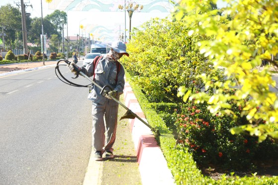 Dải phân cách mai vàng dài 5km độc nhất vô nhị ở Việt Nam ảnh 6