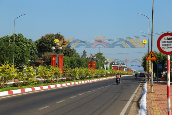 Dải phân cách mai vàng dài 5km độc nhất vô nhị ở Việt Nam ảnh 2