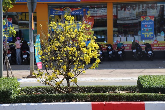 Dải phân cách mai vàng dài 5km độc nhất vô nhị ở Việt Nam ảnh 5