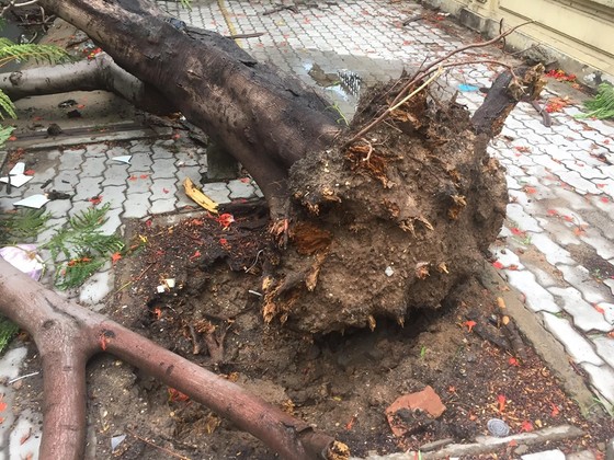 Cây phượng bật gốc đè xe tải ở quận 9 ảnh 2
