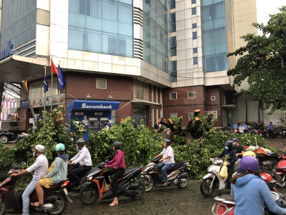 TPHCM mưa lớn, nhiều cây xanh bật gốc ảnh 3