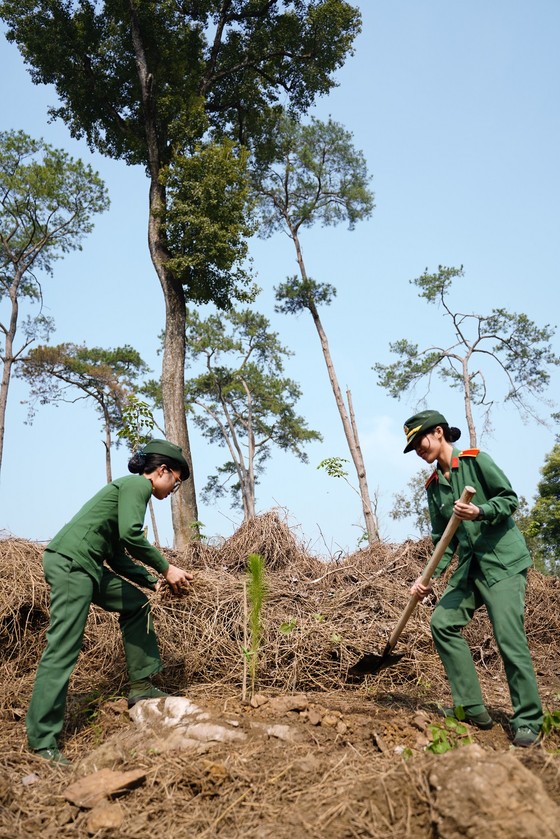 Phủ xanh 2.000 cây Thông Mã Vĩ trên đồi cây “Dâng Bác – Ơn Thầy” ảnh 13