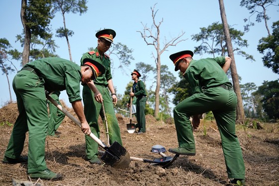 Phủ xanh 2.000 cây Thông Mã Vĩ trên đồi cây “Dâng Bác – Ơn Thầy” ảnh 11