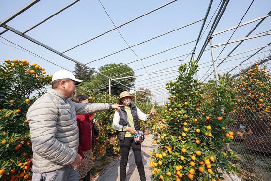 Quất Tứ Liên chín sớm đón tết ảnh 13