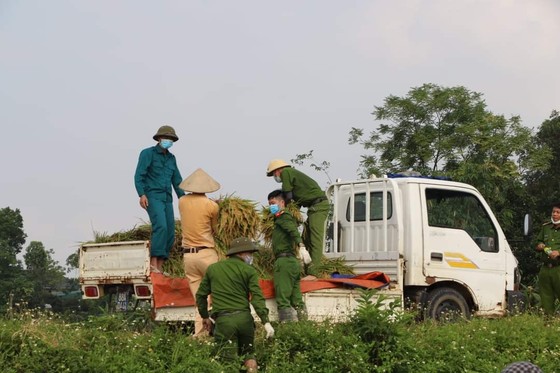 Công an xuống đồng thu hoạch lúa giúp dân đang cách ly y tế ảnh 1
