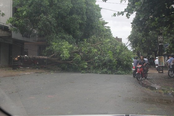 Hà Tĩnh: Bão số 2 đổ bộ khiến hàng loạt cây xanh, cột điện, biển hiệu... bị gãy đổ ảnh 26