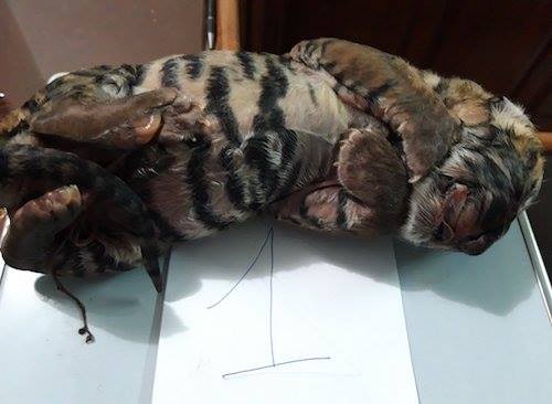 Phát hiện vụ buôn bán 2 cá thể hổ con ảnh 1