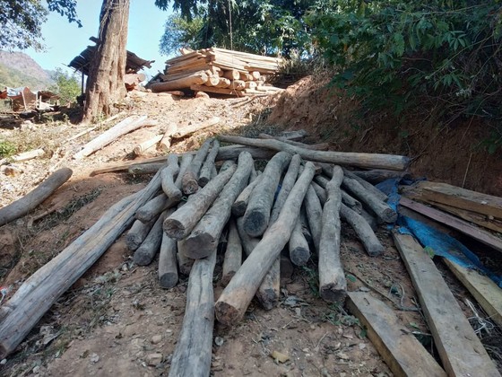 Nghệ An tiến hành xử lý gần 400m³ gỗ quý người dân vớt sau mưa lũ ảnh 1