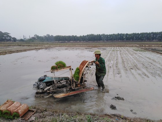 Nắng lên, nông dân tranh thủ xuống đồng ảnh 1